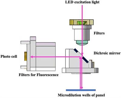 Rapid automated antifungal susceptibility testing system for yeasts based on growth characteristics